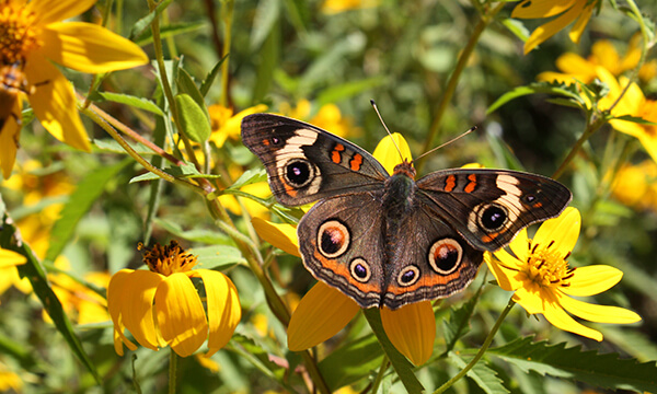 Beall Woods State Park - Butterfly